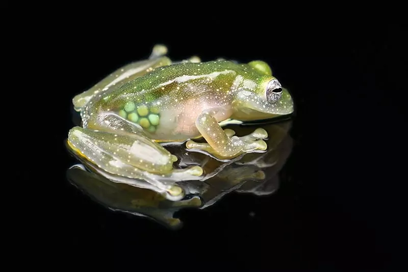 Glass Frogs