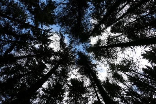 Game of Thrones Filming Location: Tollymore Forest