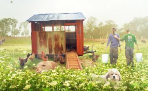 ‘The Biggest Little Farm’ Review: A City Couple That Says Let’s Buy A Farm