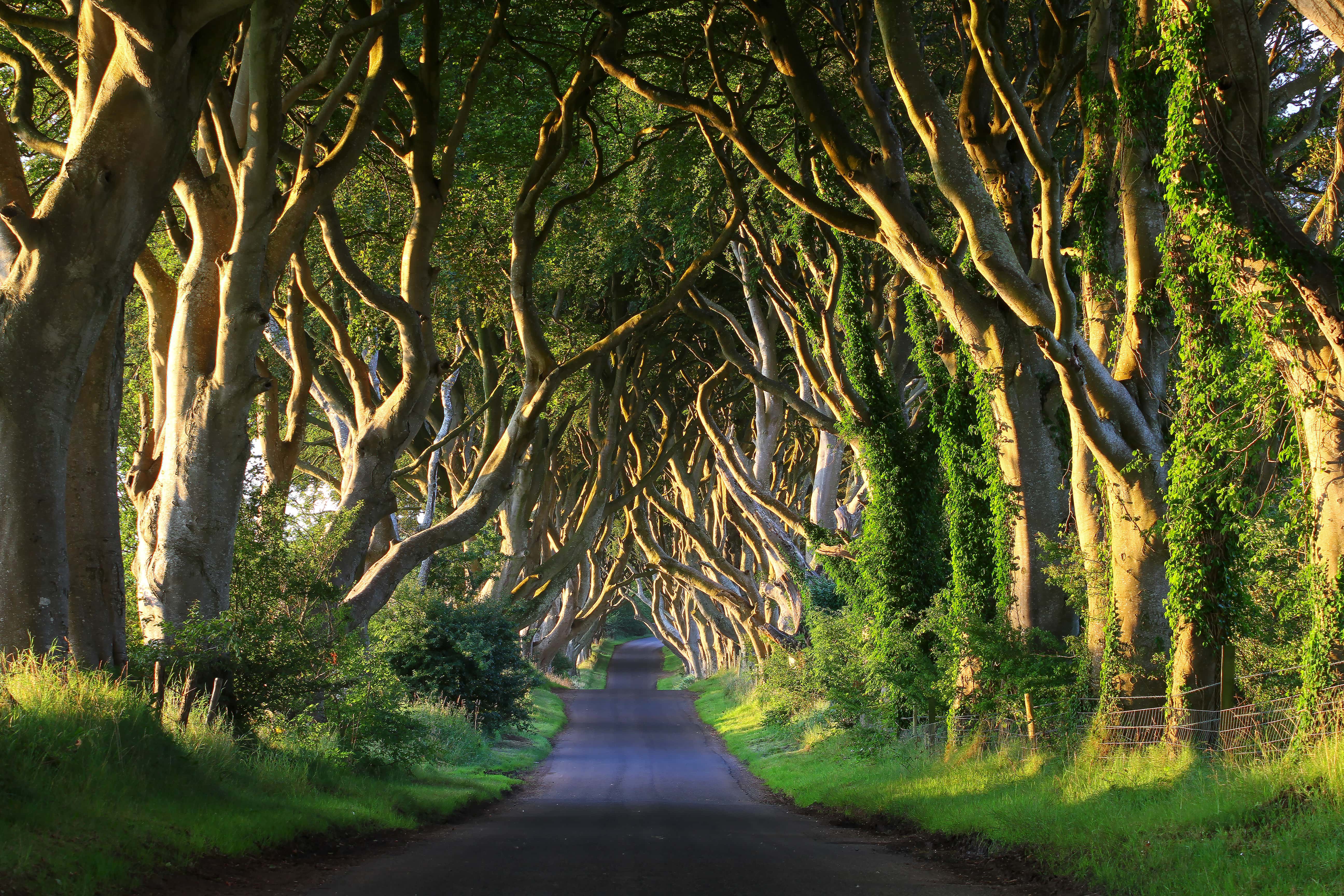 Game of Thrones Travel Guide: The Dark Hedges