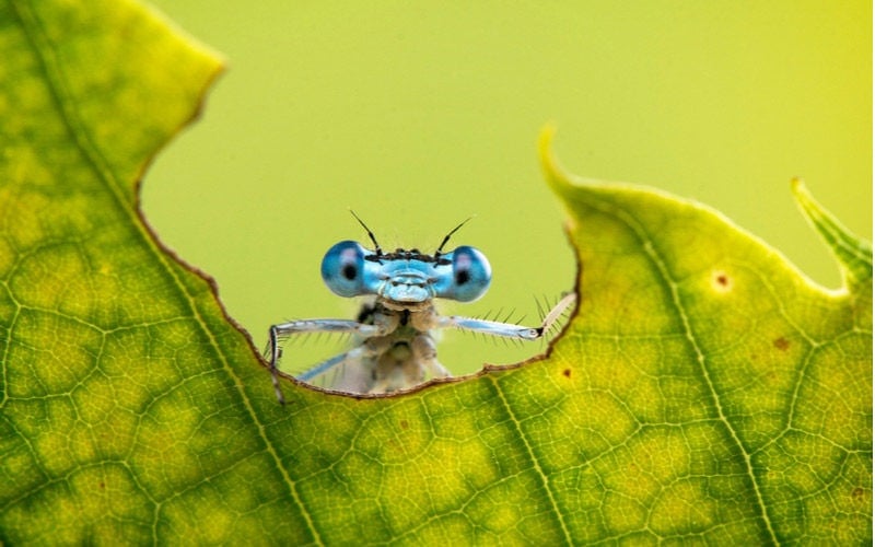 14 Weird Animals Waiting for You in the Wild - FanBolt 14 Weird Animals Waiting for You in the Wild - FanBolt