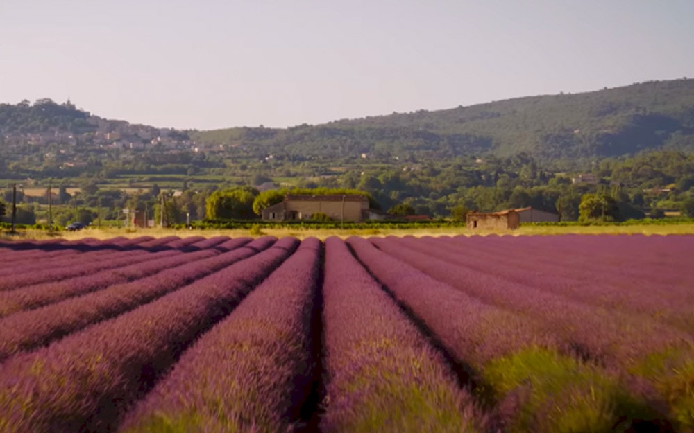 Lavender Fields from Emily in Paris